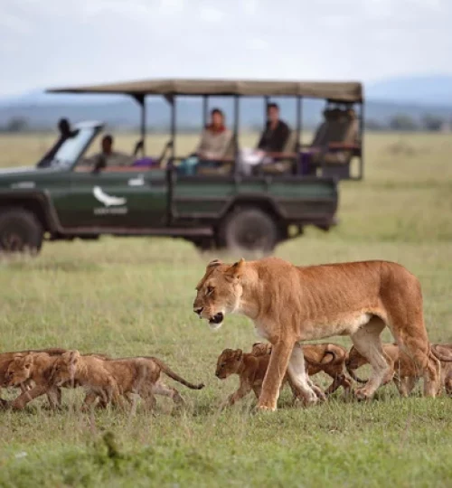 andbeyond-grumeti-serengeti-tented-camp-wildlife-lions-01