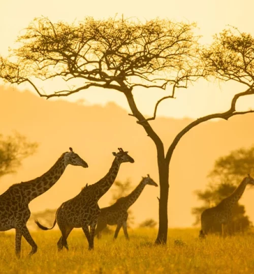 elewana-serengeti-pioneer-camp-wildlife-giraffes