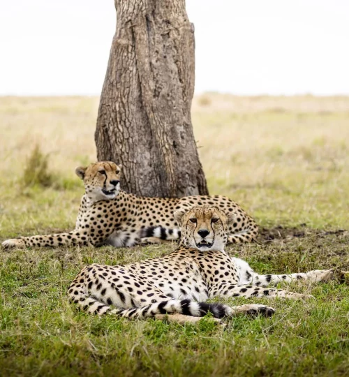 sanctuary-olonana-wildlife-cheetahs-01